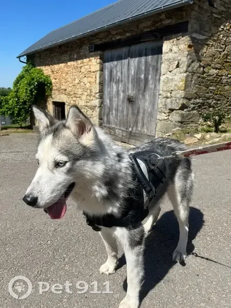 Chien trouvé avec harnais Royal Canin à Cornil - photo
