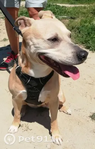 Chienne beige trouvée à Marseille, sociable - photo