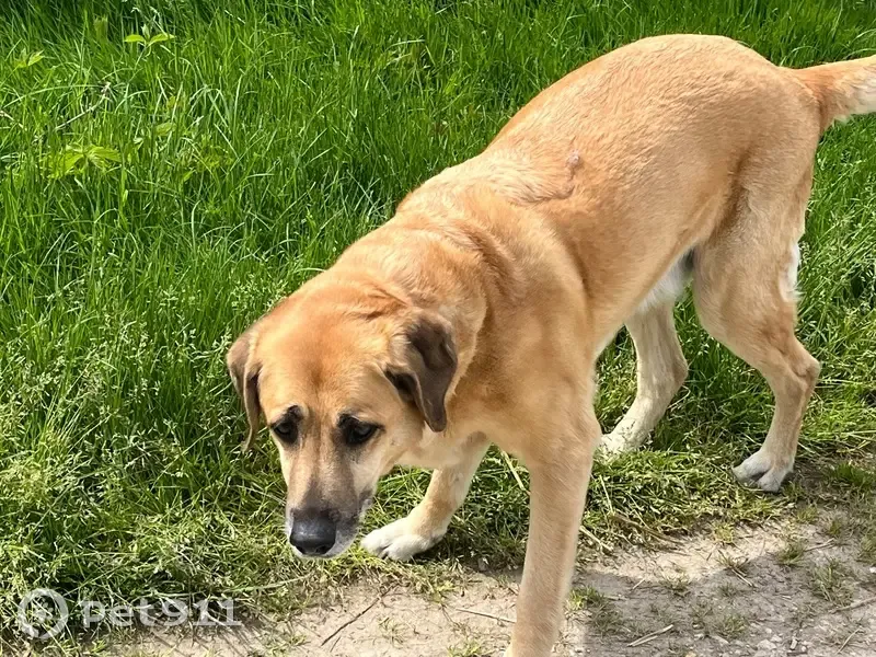 Labrador beige trouvé à Sillars - photo