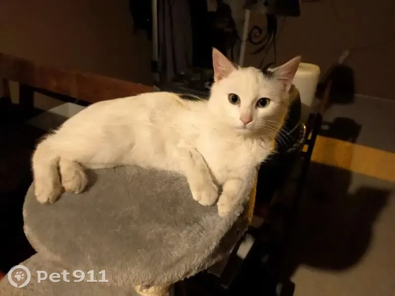 Chat perdu à Albi : Heimdall, blanc/noir - photo