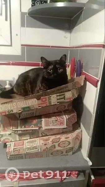 Chatte écaille de tortue perdue à Aubagne - photo