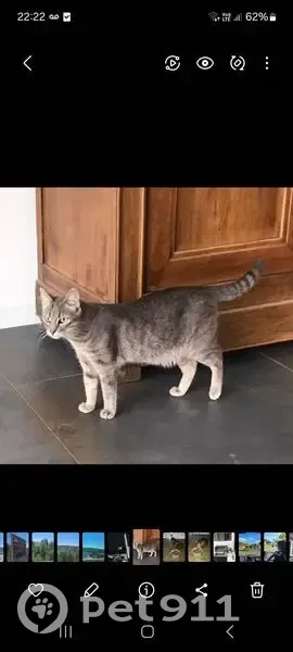 Chatte tigrée grise perdue à Les Garennes - photo
