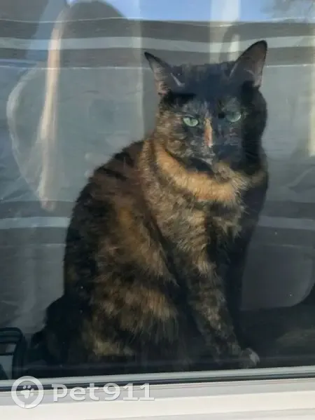 Chatte perdue à Chenôve - photo