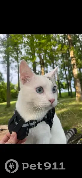 Chat perdu : Chopper, blanc tacheté, craintif - photo