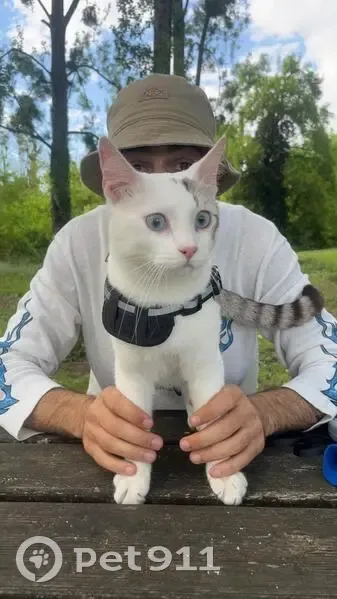 Chat blanc/gris perdu à Bergerac - photo
