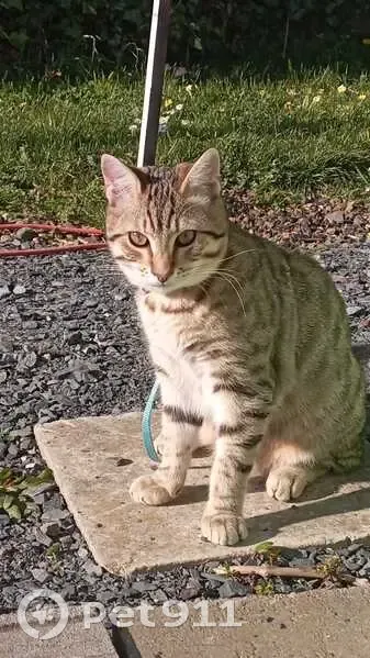 Chaton tigré perdu à Caen, rue Bigot - photo