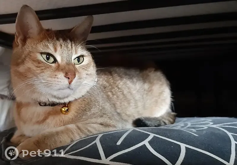 Alerte : Chat tigré perdu à Tourcoing - photo