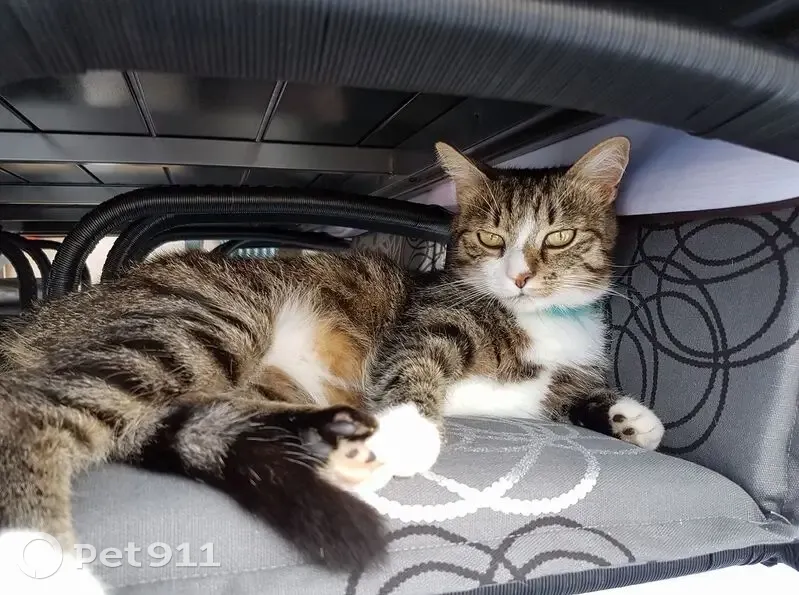 Chatte tigrée perdue à Lupstein - photo