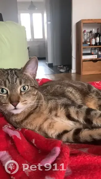 Chat perdu : Pooky, 5 ans, tigré clair, Bron - photo