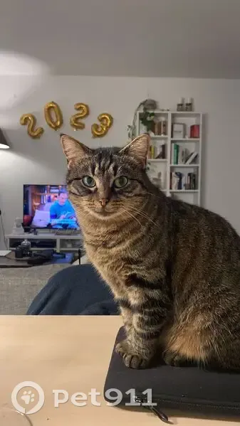 Chatte tigrée perdue à Strasbourg - photo