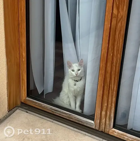 Chat perdu à Tremblay : Simba, Turc de Van - photo