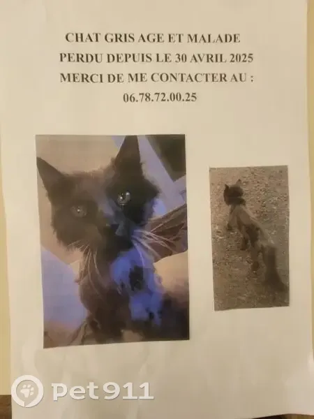 Chat gris tondu, 18 ans, perdu à Antibes - photo