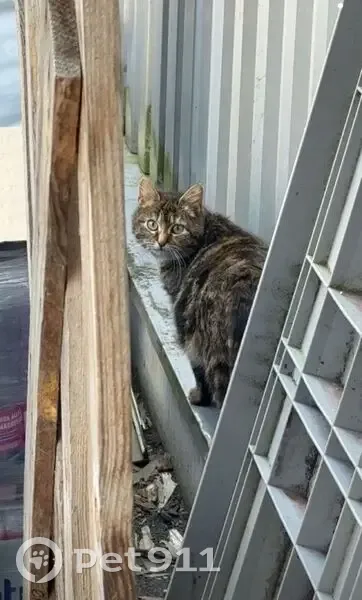Chat trouvé à Barlin, Hauts-de-France - photo