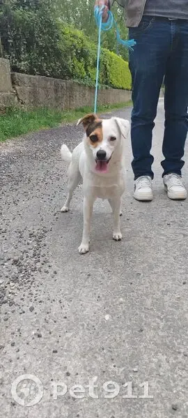 Chienne trouvée à l'école de Brouzet-lès-Alès - photo