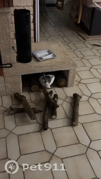Chatte perdue, sociable, bout queue cassé - photo