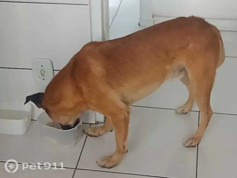 Cachorro encontrado - photo