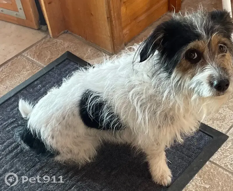 Chien retrouvé à Colombier (Auvergne) - photo