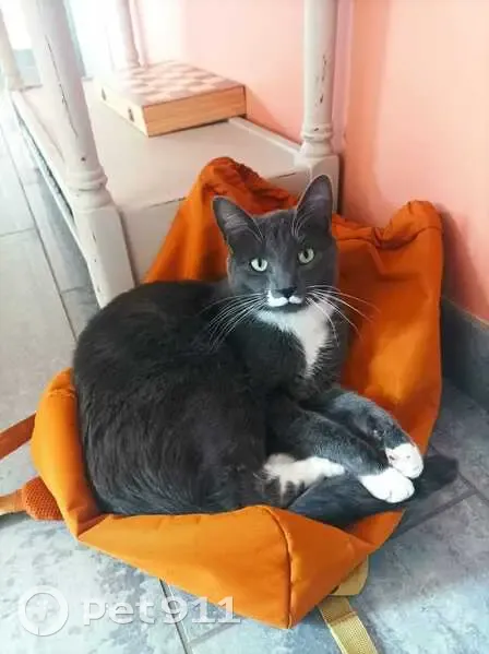 Chat perdu à Téteghem-Coudekerque - photo
