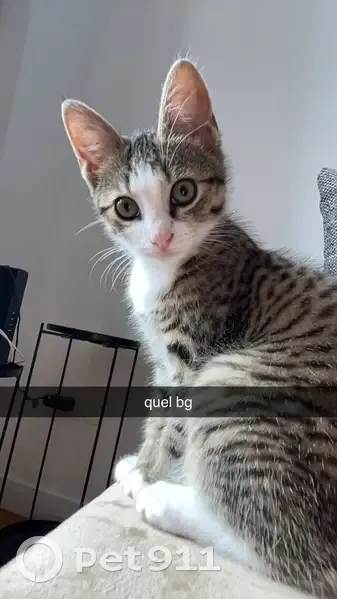 Chat perdu : Mowgly, tigré et blanc, Lillers - photo