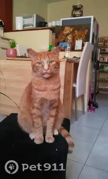 Chat perdu, 9 ans, Place de la Commune - photo