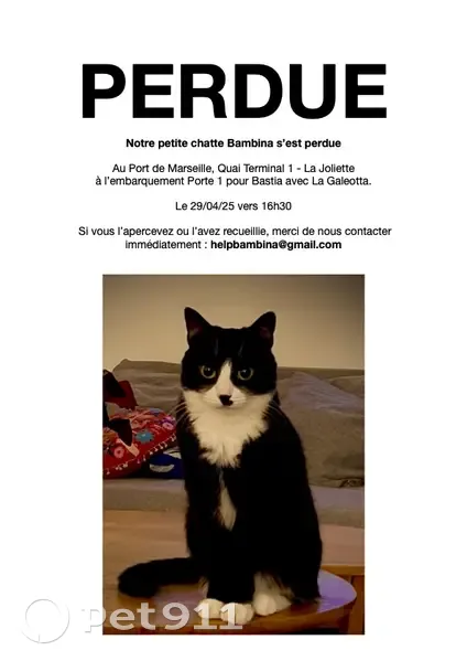 Chatte Bambina perdue à Marseille - photo