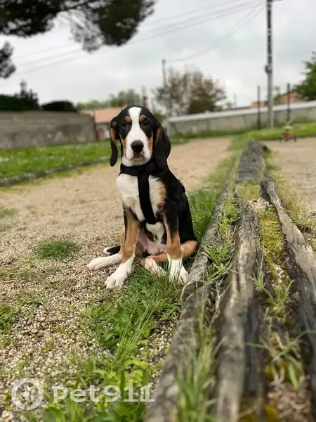 Chiot perdu craintif à Grenade - photo