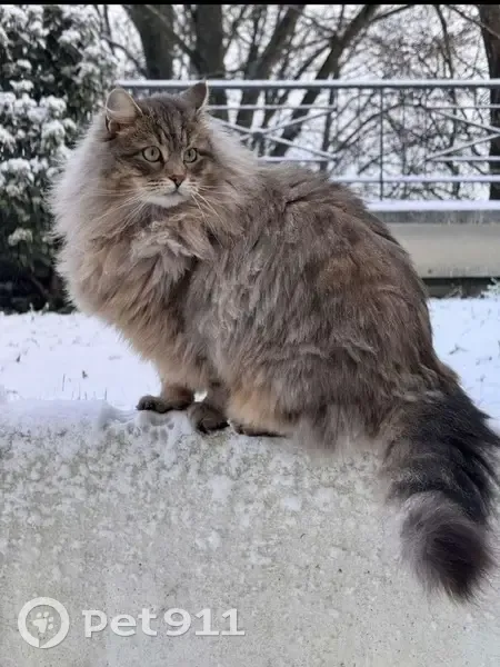 Chat perdu, gris sibérien, Thorigny - photo