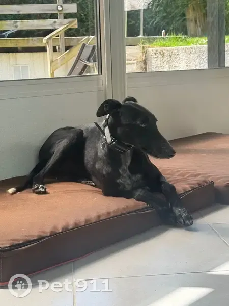 Chien Galgo noir perdu, très craintif - photo