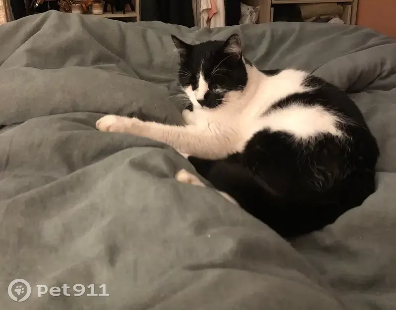 Perdu : Chat noir et blanc avec harnais kaki - photo