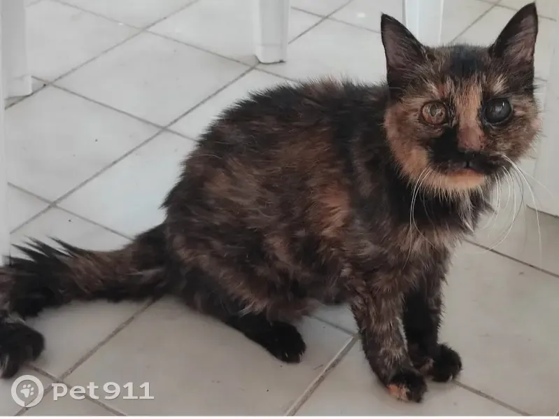 Chatte écaille perdue à Mare Gaillard - photo