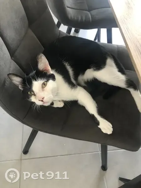 Chat perdu : Noir/Blanc, pucé, craintif. - photo