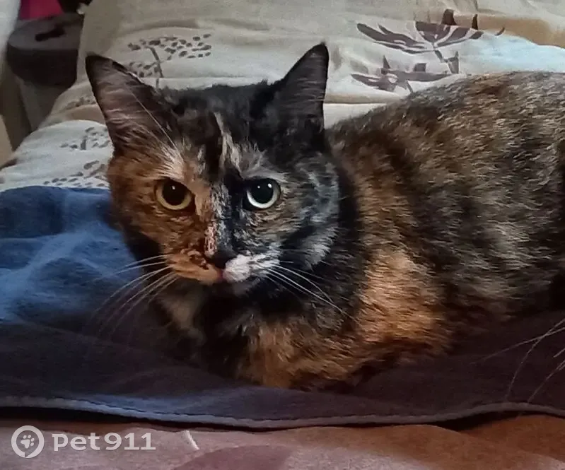 Chatte écaille perdue, Rue du Béarn, Nousty - photo