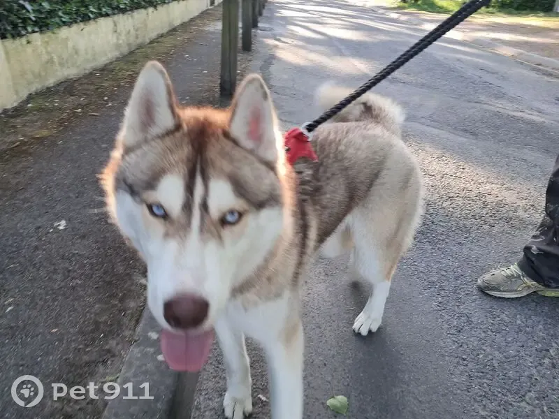 Husky mâle castré trouvé Rue des Paillons - photo