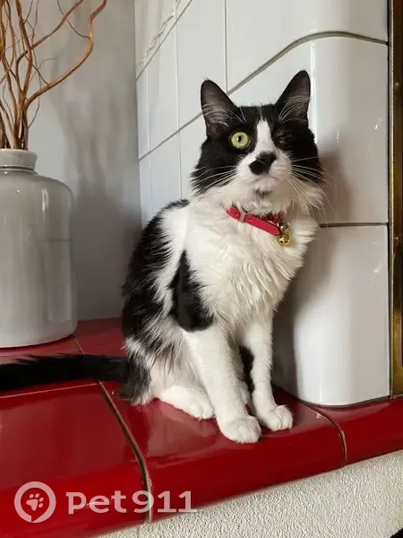 Chat perdue, œil masqué, Heyrieux - photo