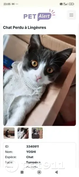Chatte grise Yoshi perdue à Lingèvres - photo