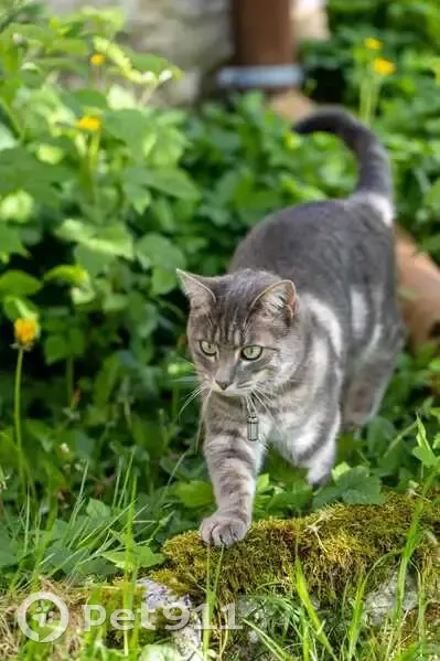Chat gris perdu, mince et sociable. - photo