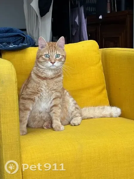 Chat tigré roux perdu, yeux bleus, Le Mans - photo