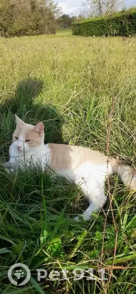 Chat perdu, Chemin des Perouses, Jarrie - photo