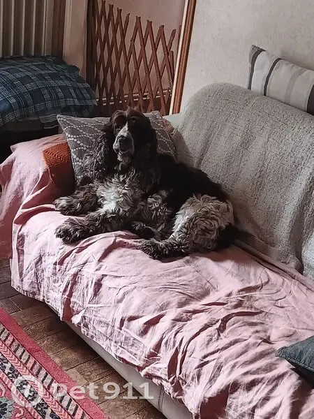 Chienne Cocker 13 ans perdue à Pomacle - photo