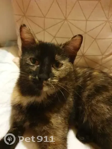 Chat perdue, taille moyenne, Choisy - photo