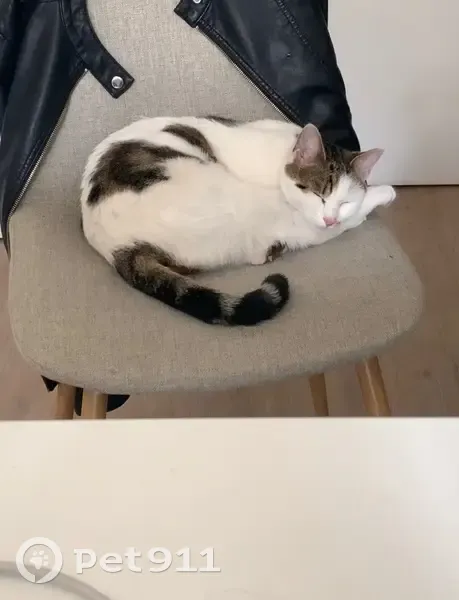 Chatte perdue à Jonville, 77310 - photo