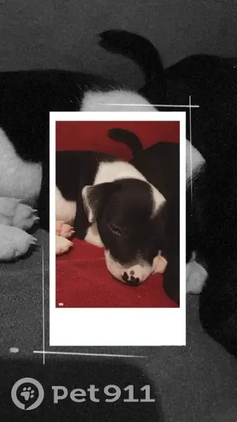 Cachorro encontrado (brf000789) - photo