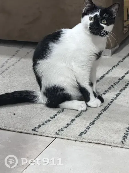 Chat Maxou perdu, besoin de soins urgents - photo
