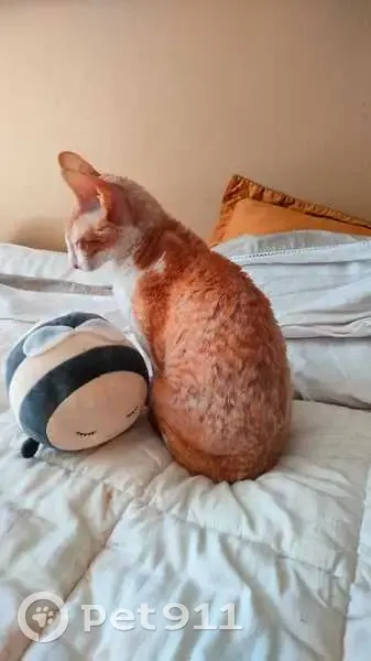 Chat perdu à Sceaux : Cornish Rex roux - photo
