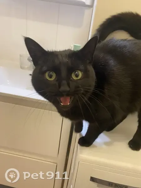 Chat noir castré trouvé à Versailles - photo