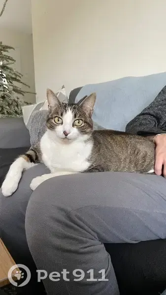 Chat perdu à Darvoy : Tena, 3 ans, pucée - photo