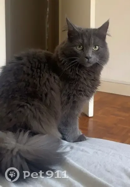 Chat angora gris perdu à Saint-Omer - photo