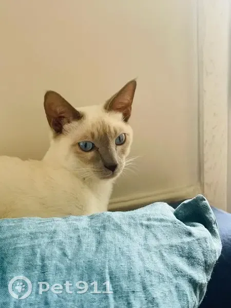 Chat perdu amical, curieux à Levallois - photo