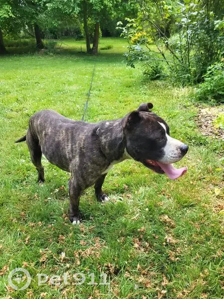 Chien trouvé près de Chaignes, collier chaîne - photo