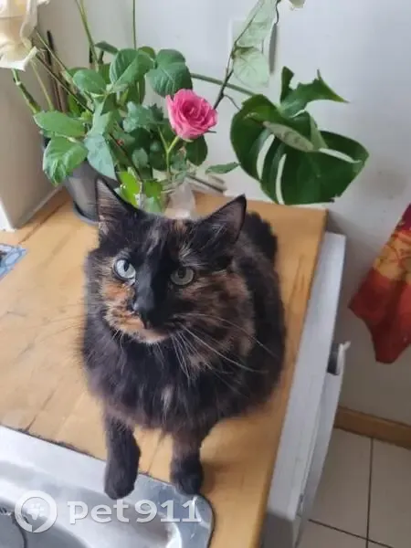 Chatte Écaille perdue, Rue Hennebutte, Biarritz - photo